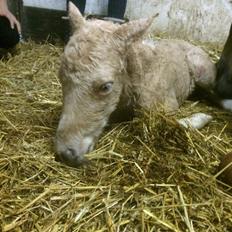 Anden særlig race Ranger Roy