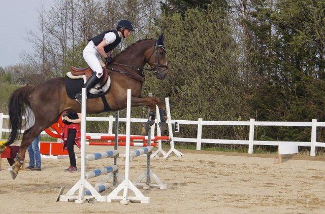 Anden særlig race Bacardi billede 1