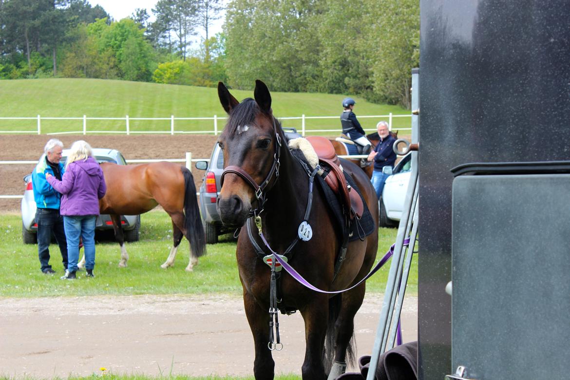 Anden særlig race Pondus billede 2