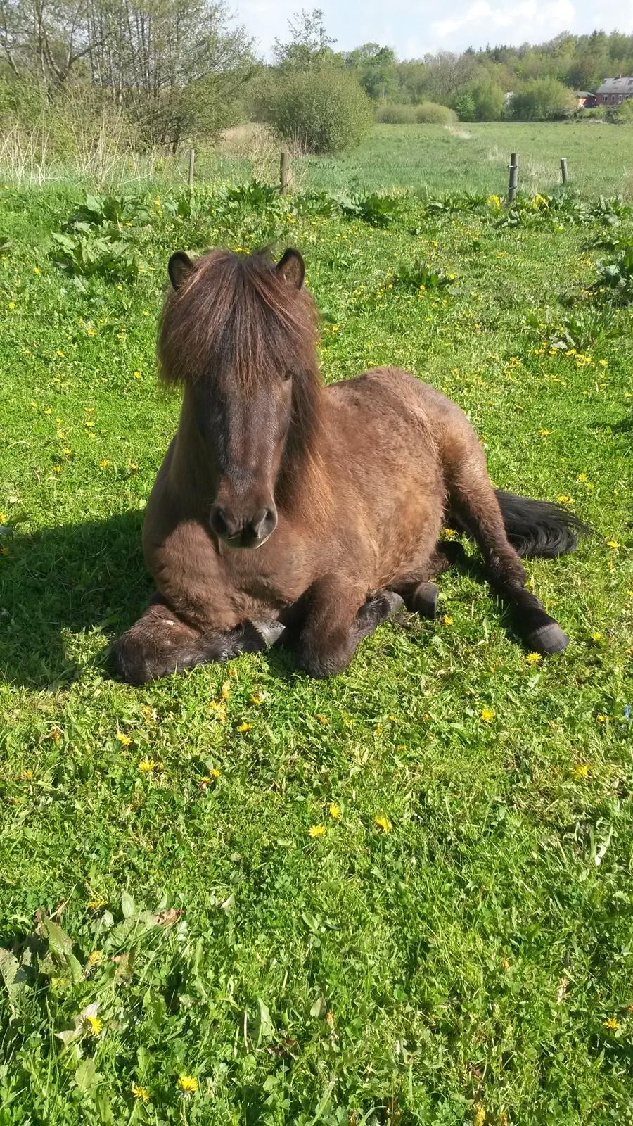 Islænder Bassi fra Klaubogaard billede 16