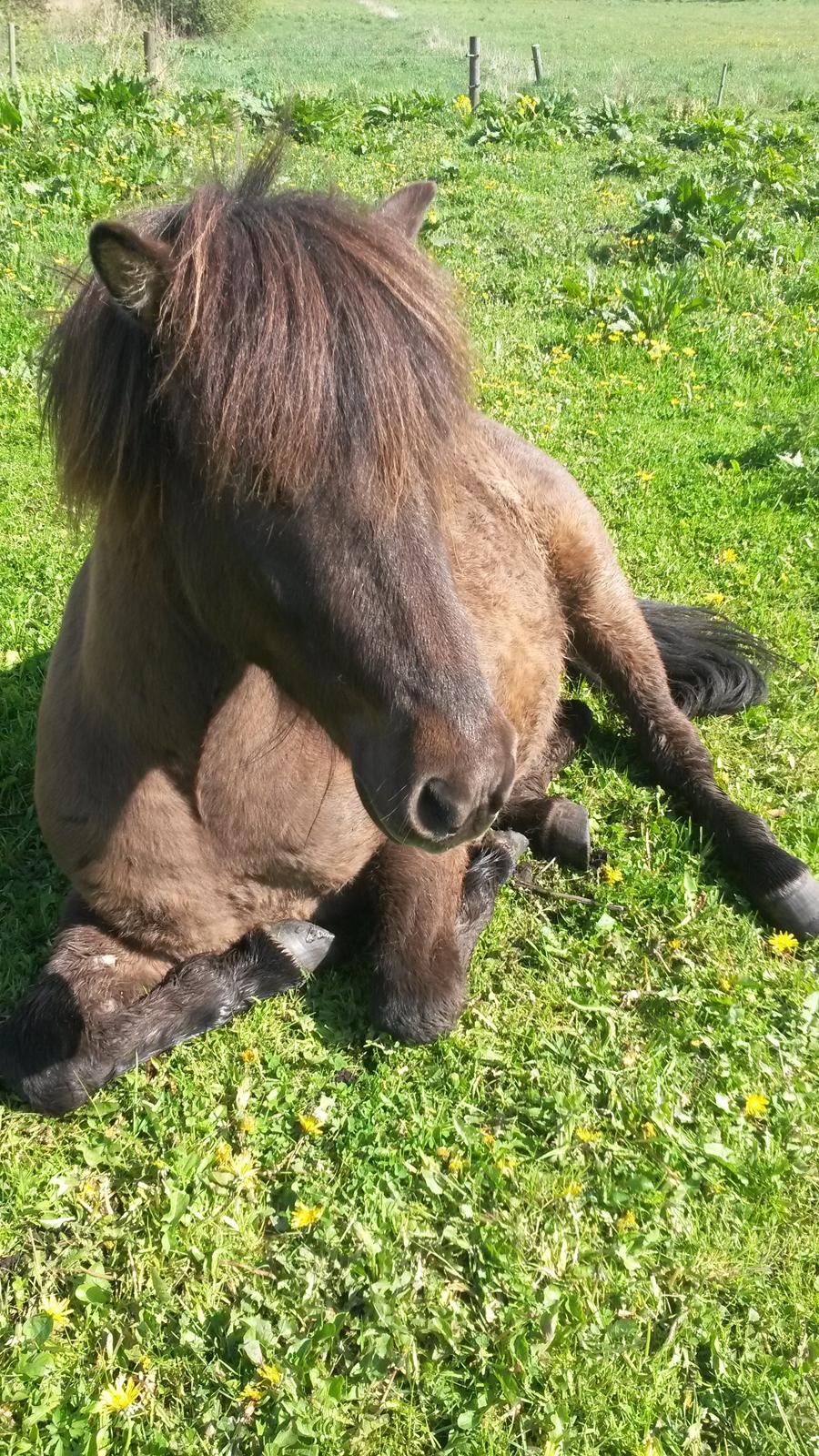 Islænder Bassi fra Klaubogaard billede 4