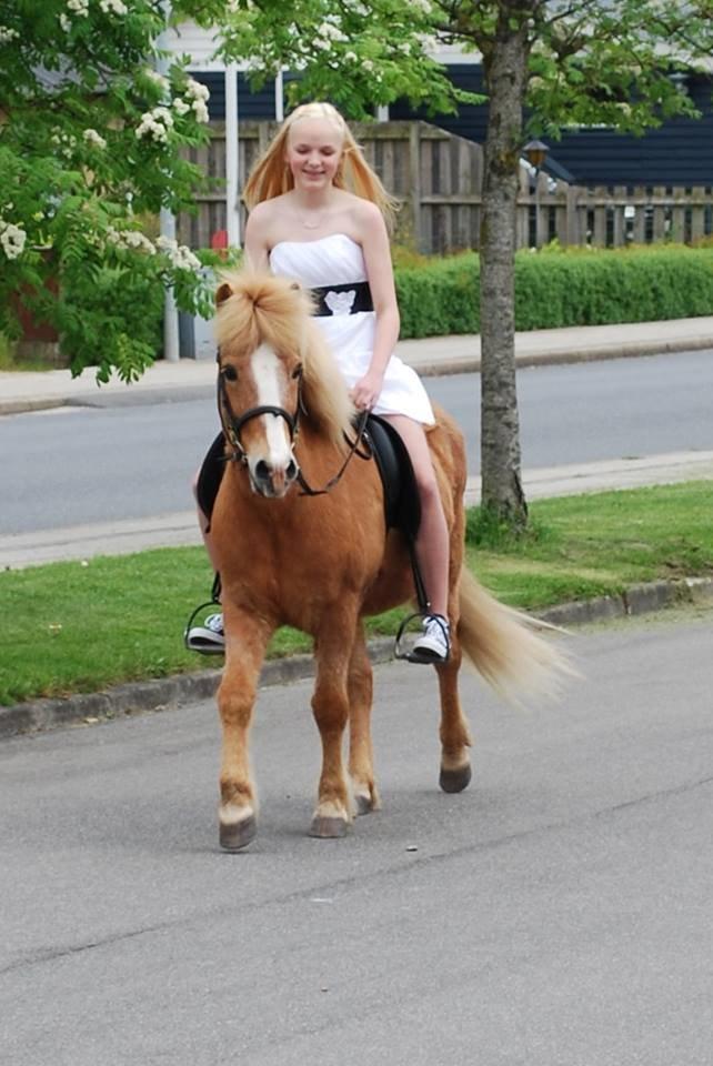 Islænder Glossi - Konfirmation 16/5 - 2014 billede 3