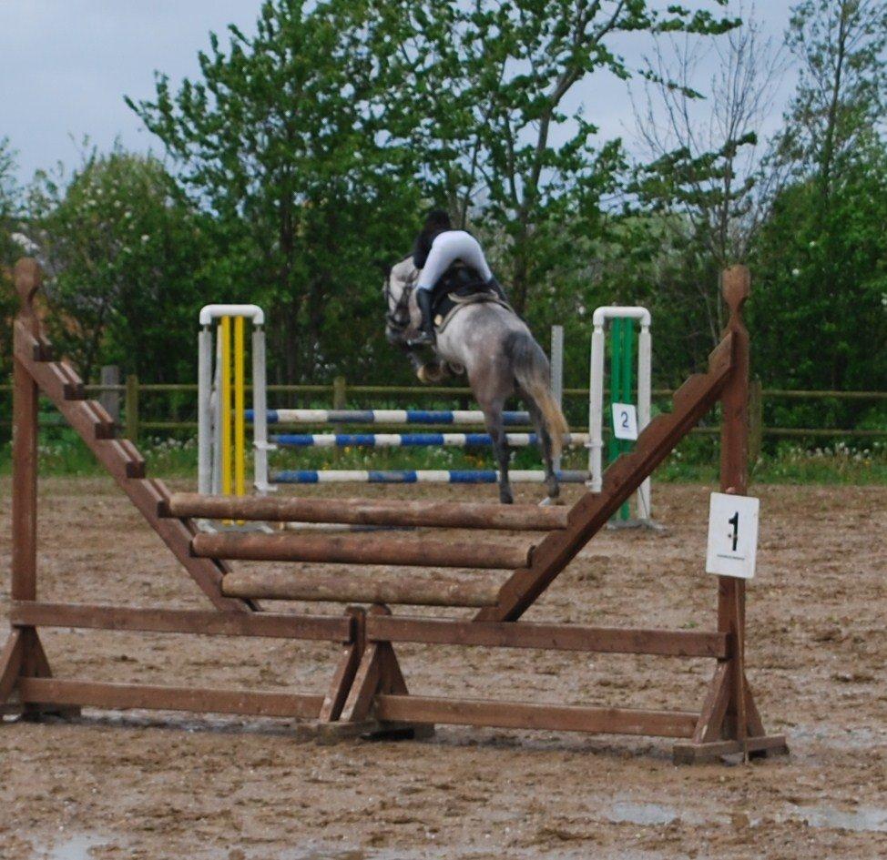 Holstener Blue Boy billede 13