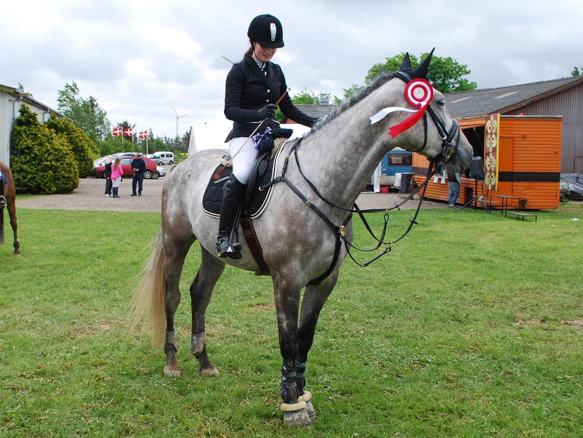 Holstener Blue Boy billede 16