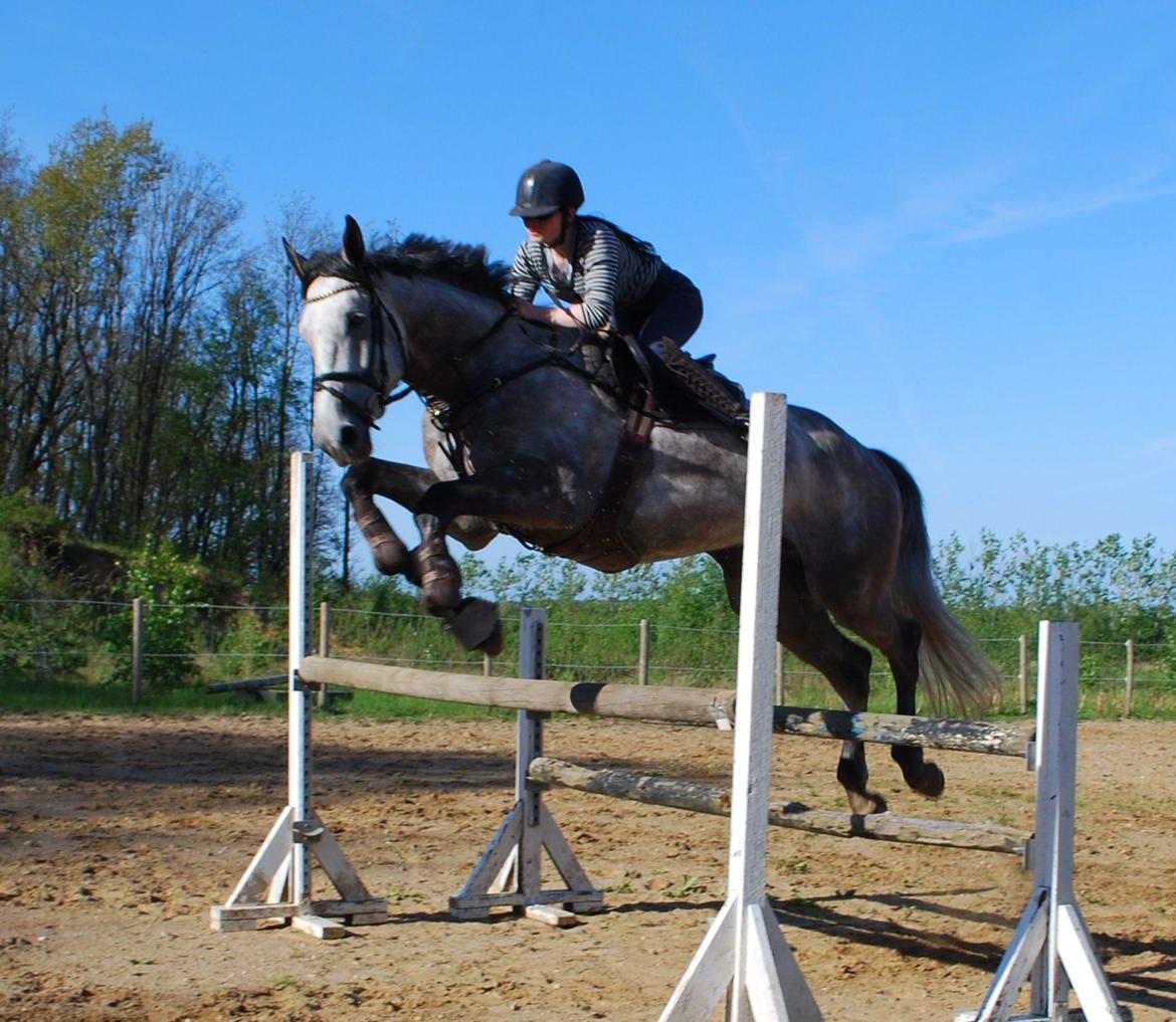 Holstener Blue Boy billede 17