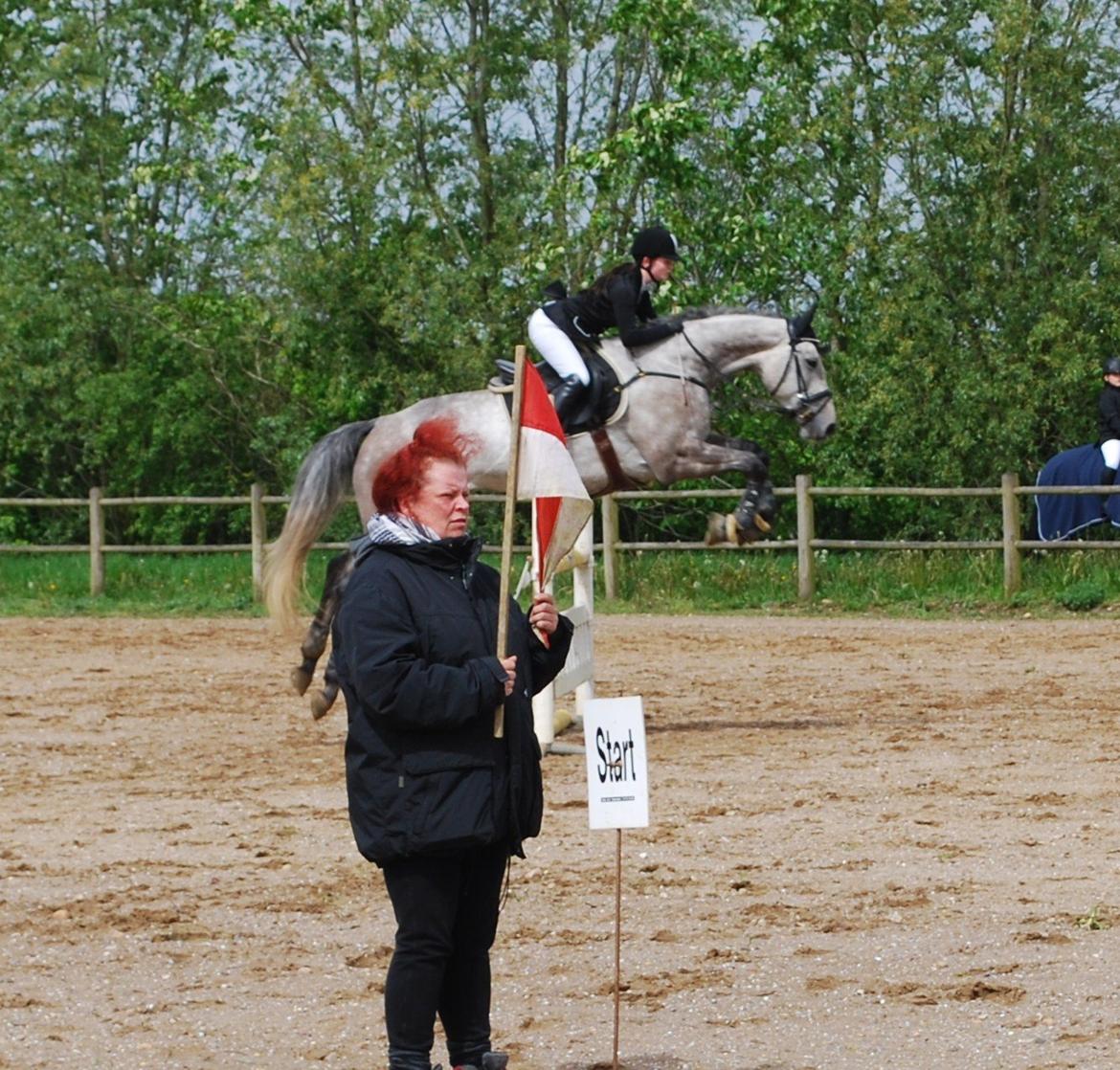 Holstener Blue Boy billede 14