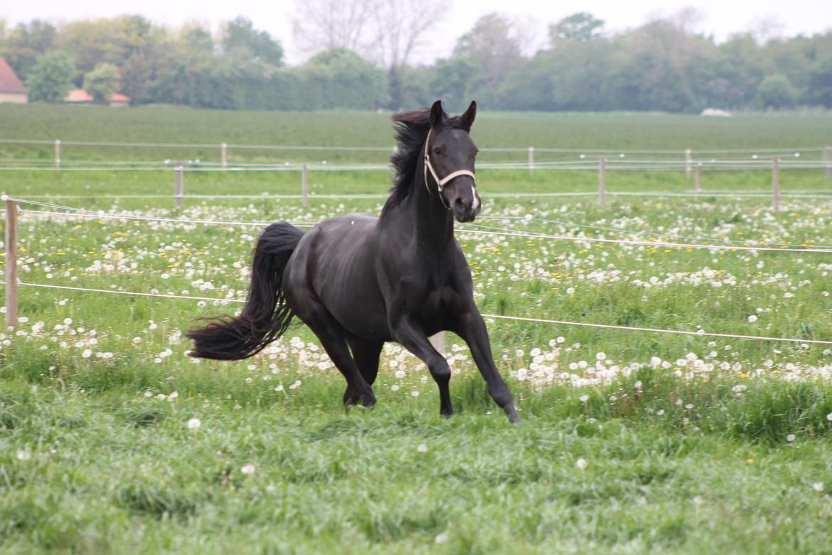 Dansk Varmblod Alphabeat - 16/5 -14 Første gang på græs. Alphabeat 3 år og 1 dag gammel :) billede 2