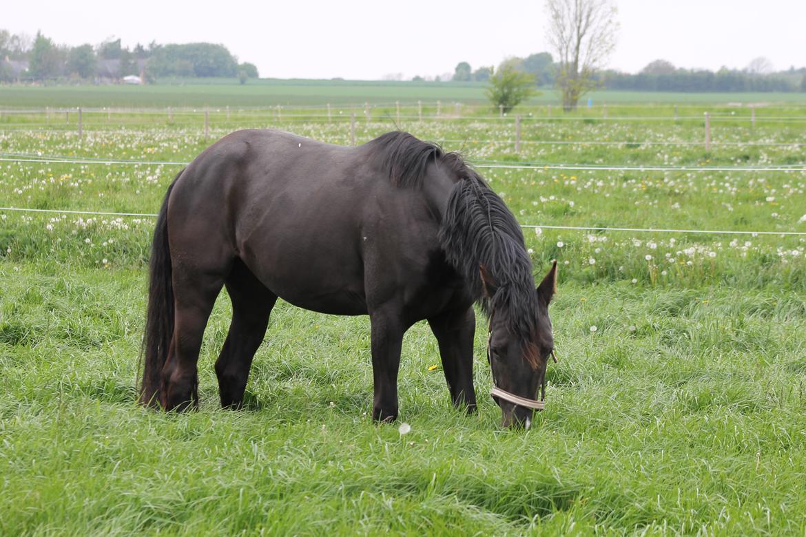 Dansk Varmblod Alphabeat - 16/5 -14 I græs til knæene. Alphabeat 3 år og 1 dag gammel :) billede 28