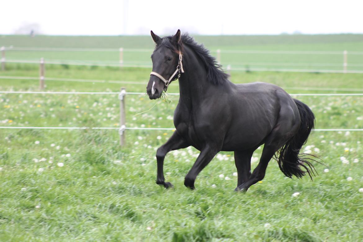 Dansk Varmblod Alphabeat - 16/5 -14 Første gang på græs. Alphabeat 3 år og 1 dag gammel :) billede 13