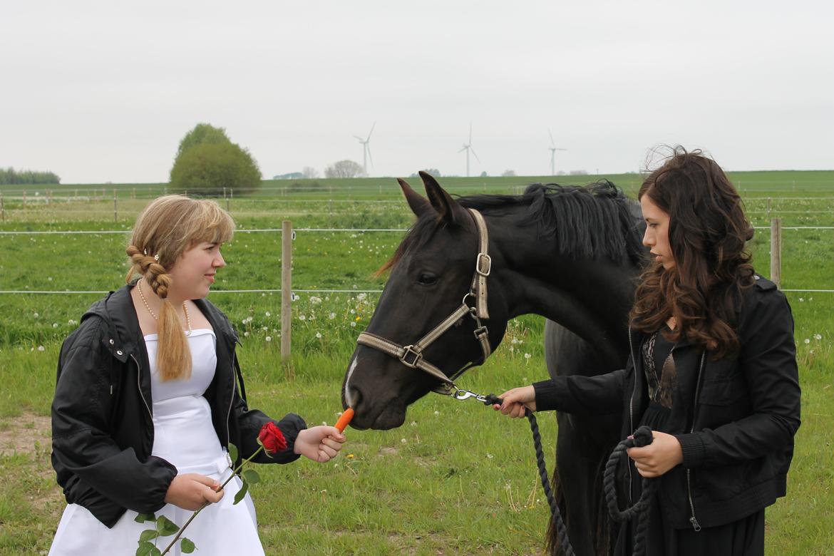 Dansk Varmblod Alphabeat - 16/5 -14 Min lillesøsters konfirmation. Alphabeat syntes desværre at hendes hvide kjole var lidt farlig, såeh .. billederne blev desværre ikke helt som de skulle ;) billede 5