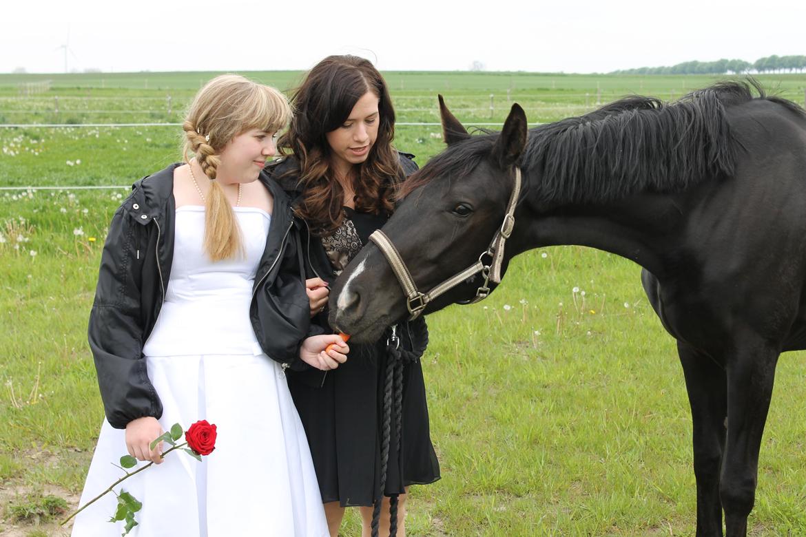 Dansk Varmblod Alphabeat - 16/5 -14 Min lillesøsters konfirmation. Alphabeat syntes desværre at hendes hvide kjole var lidt farlig, såeh .. billederne blev desværre ikke helt som de skulle ;) billede 12