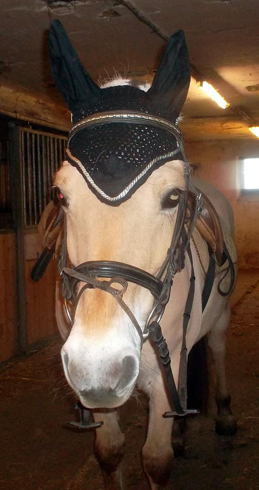 Fjordhest Pippi billede 9