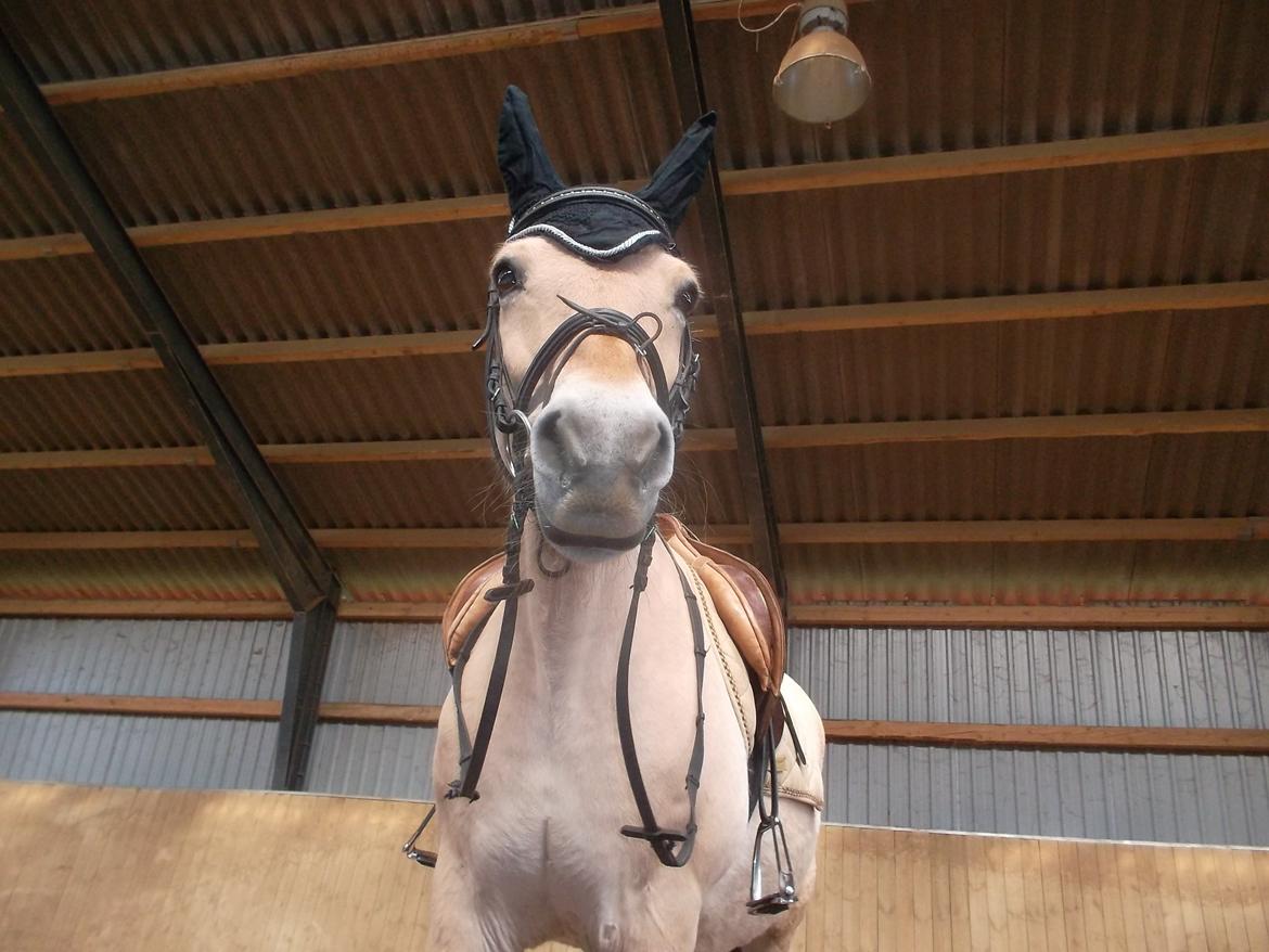 Fjordhest Pippi billede 3