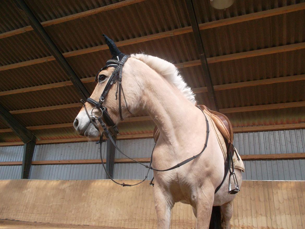 Fjordhest Pippi billede 4