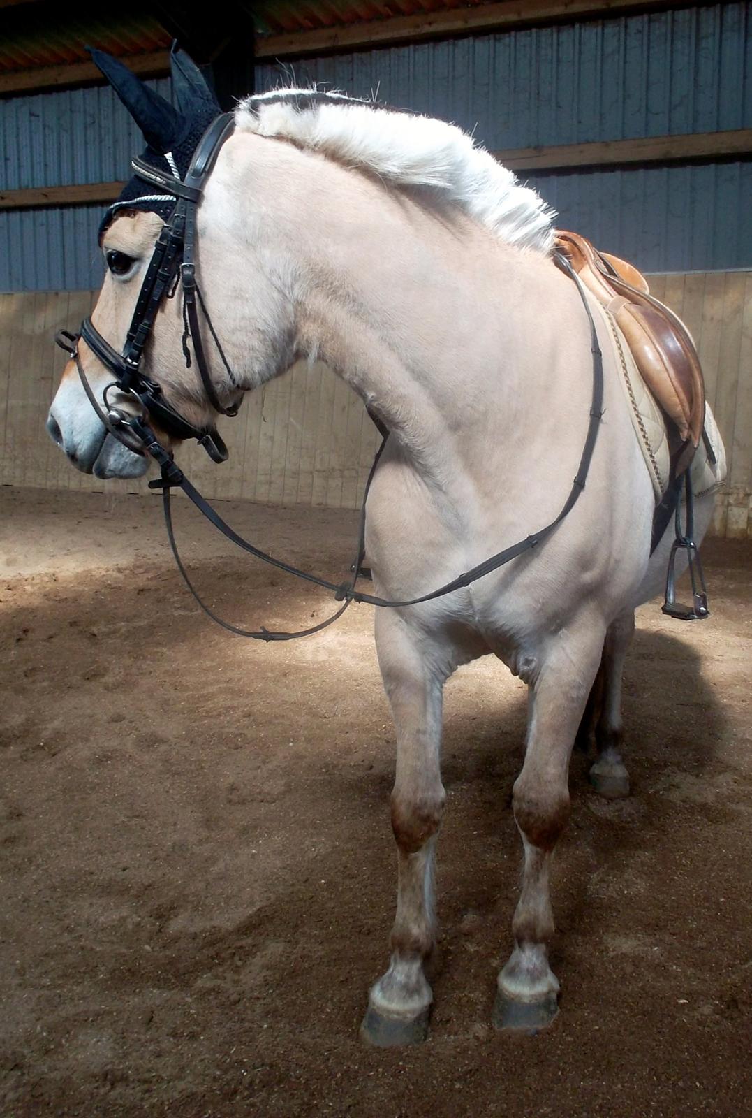Fjordhest Pippi billede 1