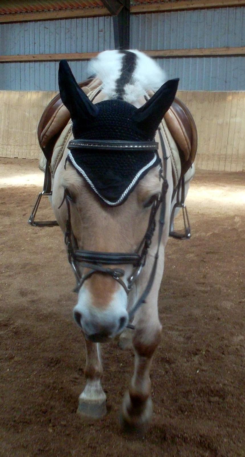 Fjordhest Pippi billede 6