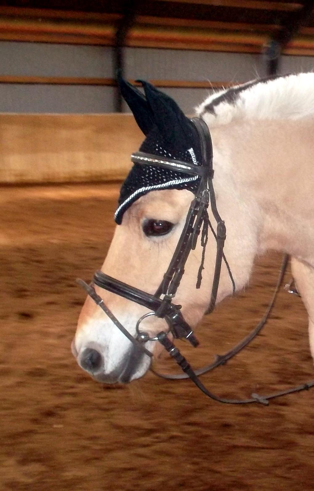 Fjordhest Pippi billede 7