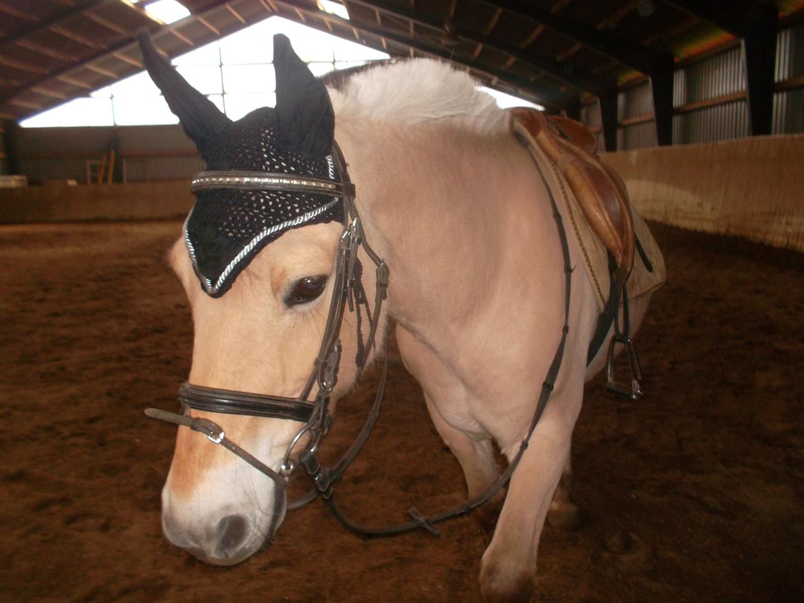 Fjordhest Pippi billede 8