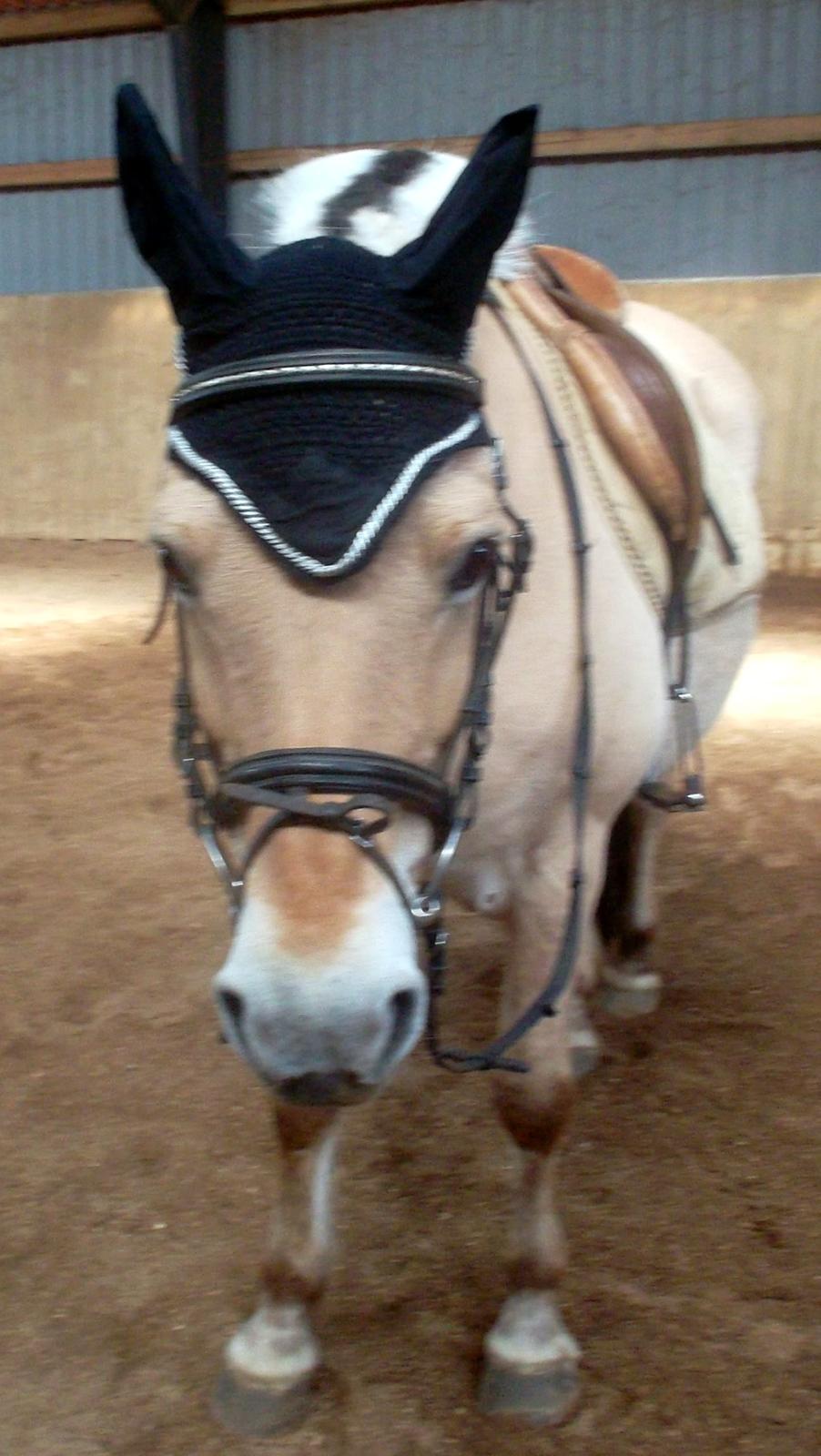 Fjordhest Pippi billede 5