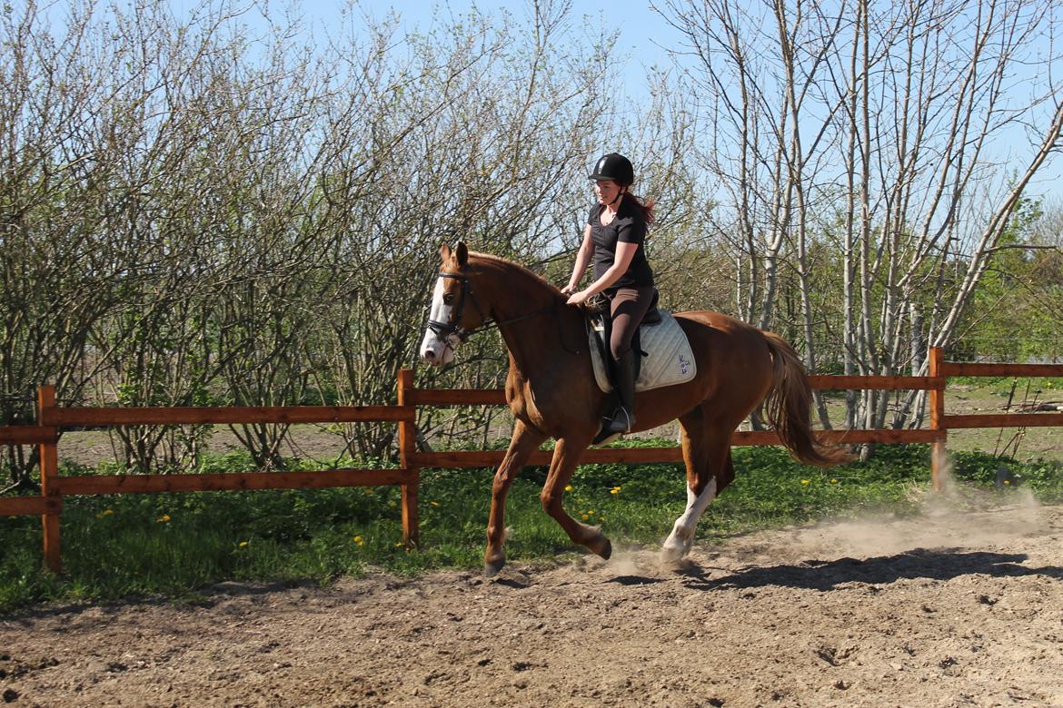 Anden særlig race Larsmindes Aviaja billede 10