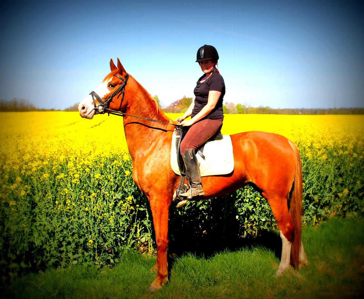 Anden særlig race Larsmindes Aviaja billede 1