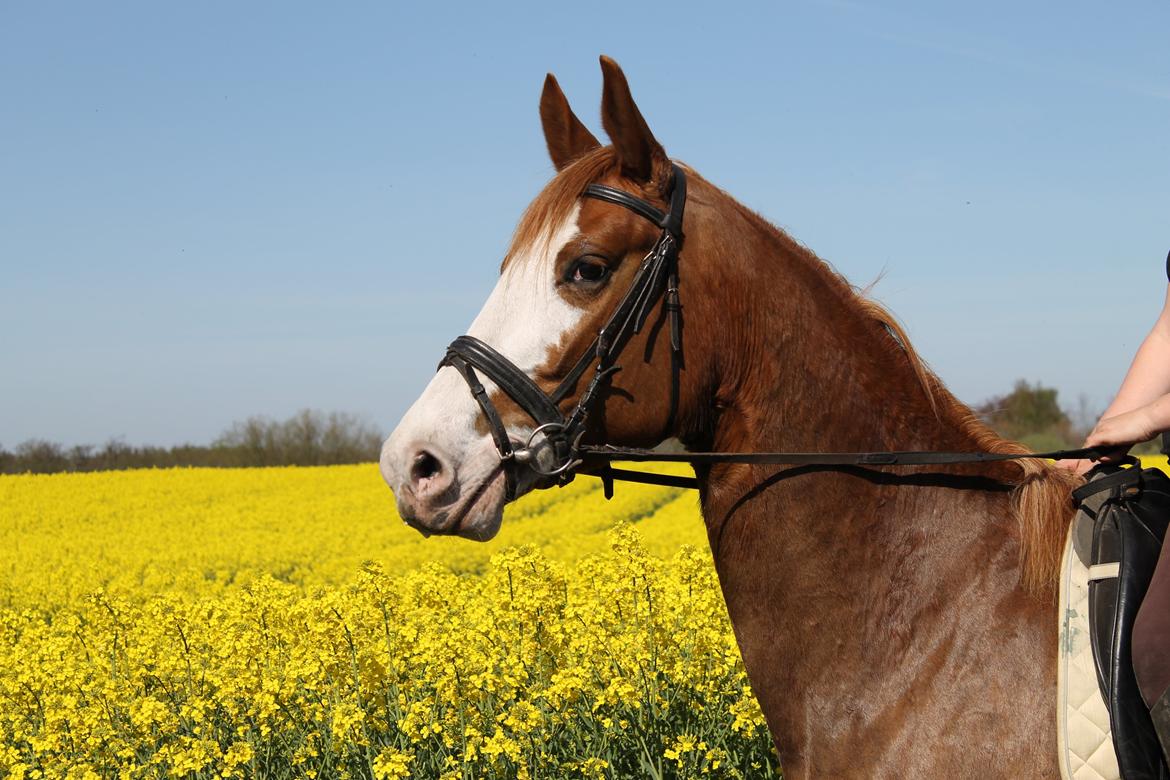 Anden særlig race Larsmindes Aviaja billede 20