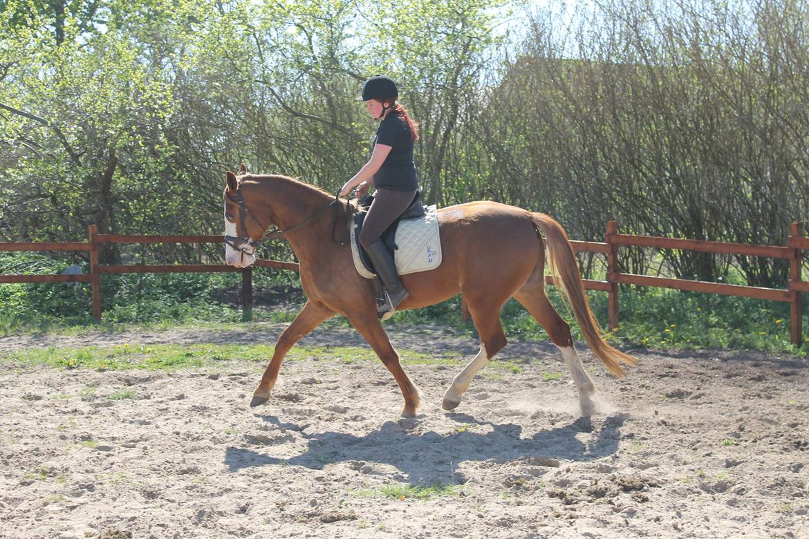 Anden særlig race Larsmindes Aviaja billede 2