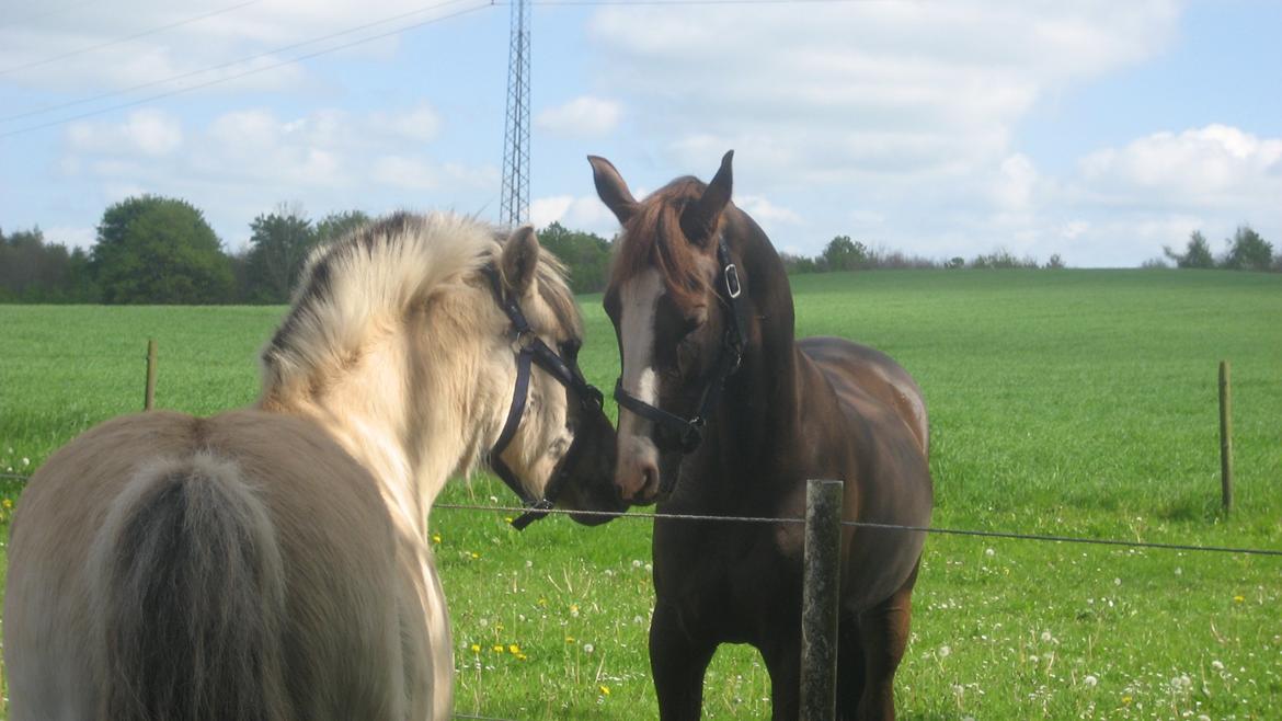 Fjordhest Måneskin - Måneskin og hendes kæreste C C <3 billede 15