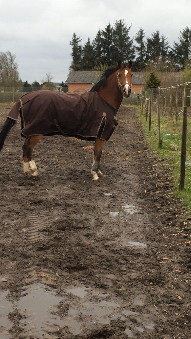 Welsh Cob (sec D) Tireve Bossman  billede 6