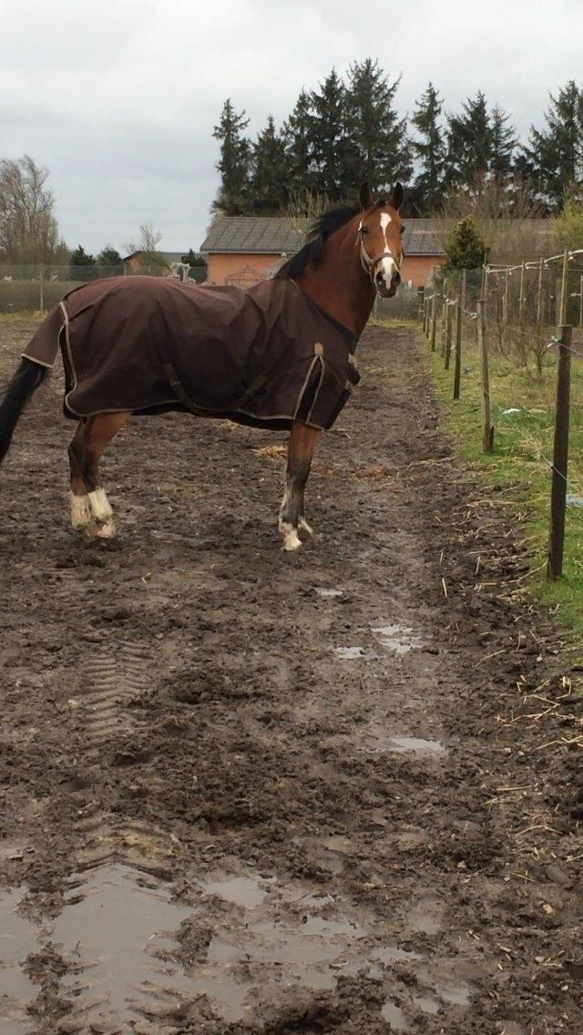 Welsh Cob (sec D) Tireve Bossman  billede 6