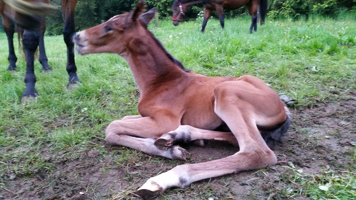 Dansk Varmblod Grangårdens dubitor (SOLGT) - 7 timer gammel billede 15