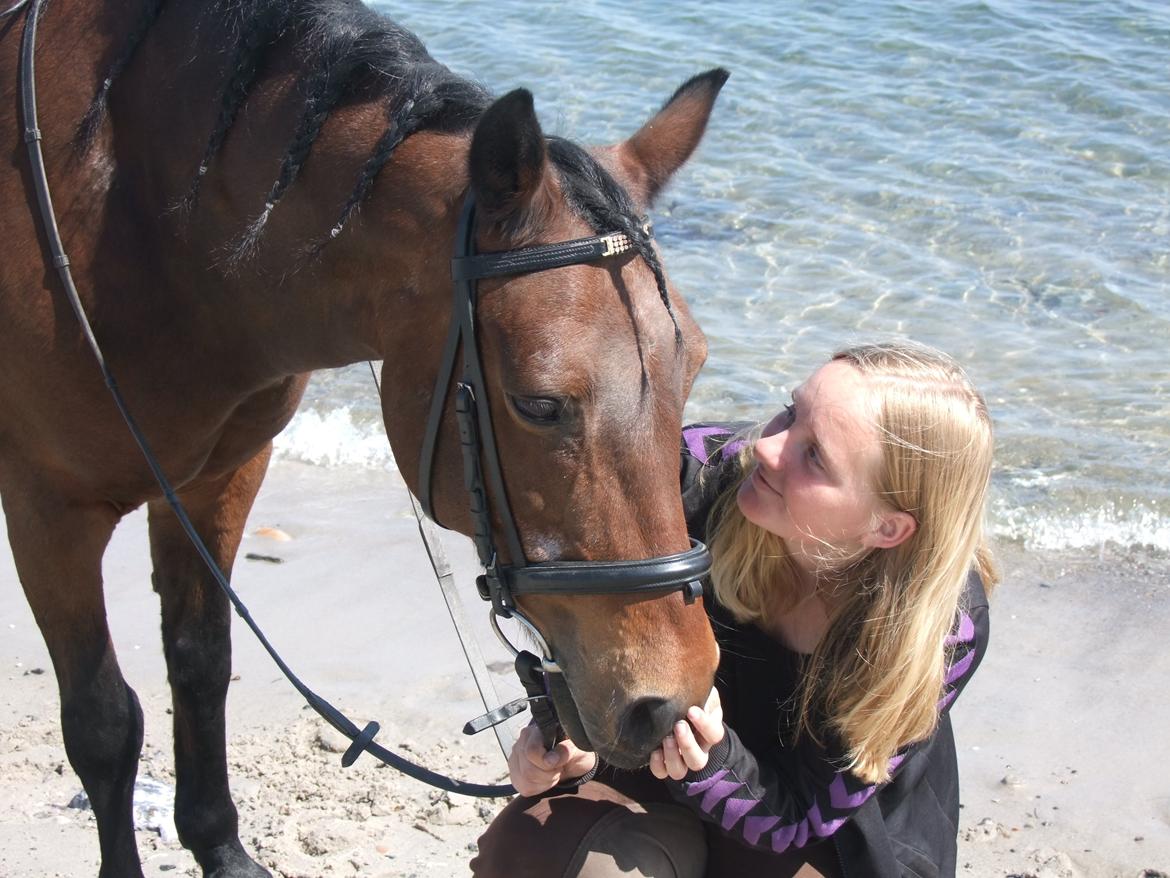 New Forest Cayenne  - Har jeg nævnt jeg elsker det dyr? På stranden uden sadel, dejlige pony <3 billede 3