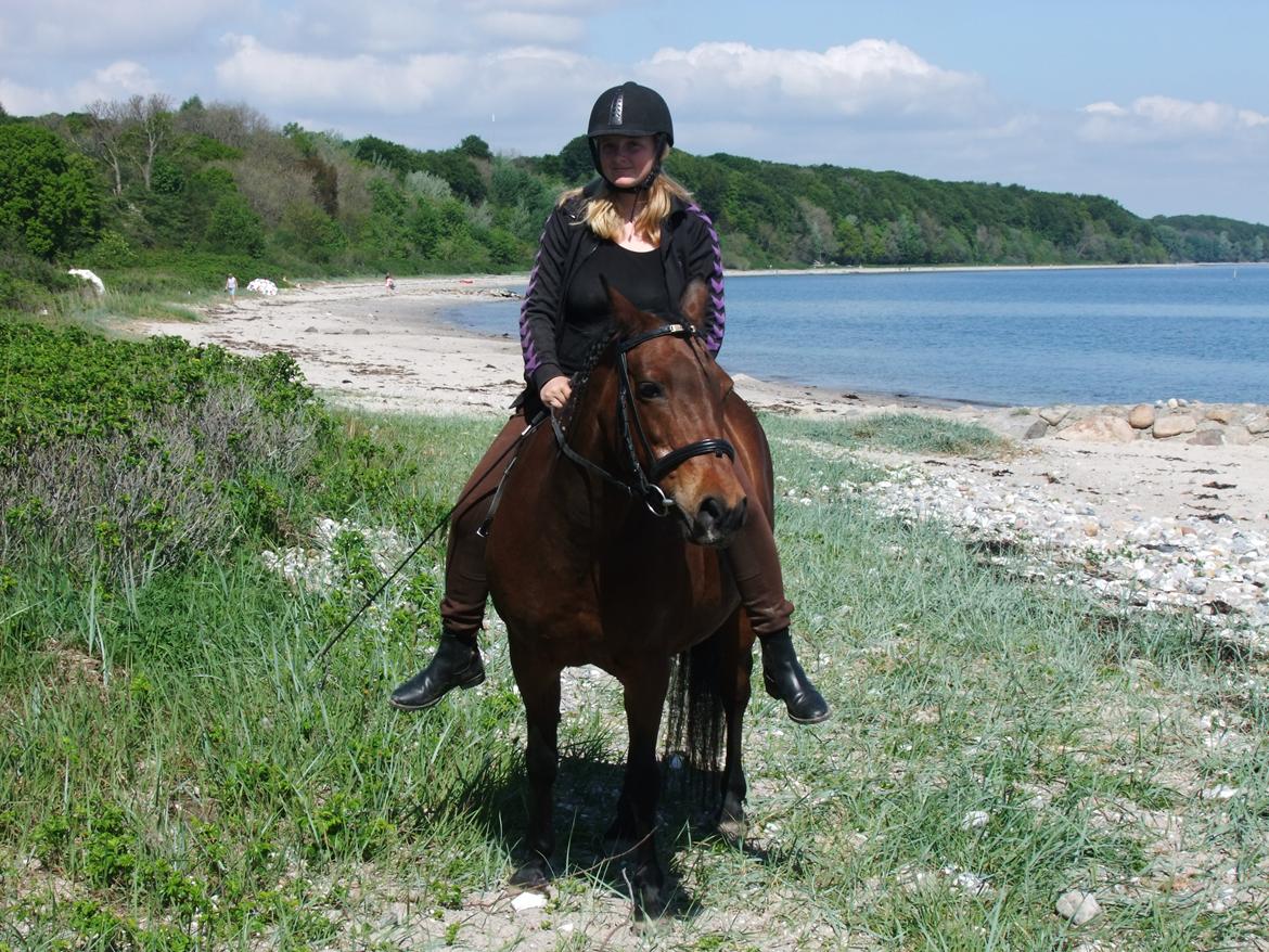 New Forest Cayenne  billede 6