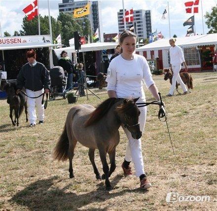 Hollandsk Miniature GMH Igis Flying Flame billede 7