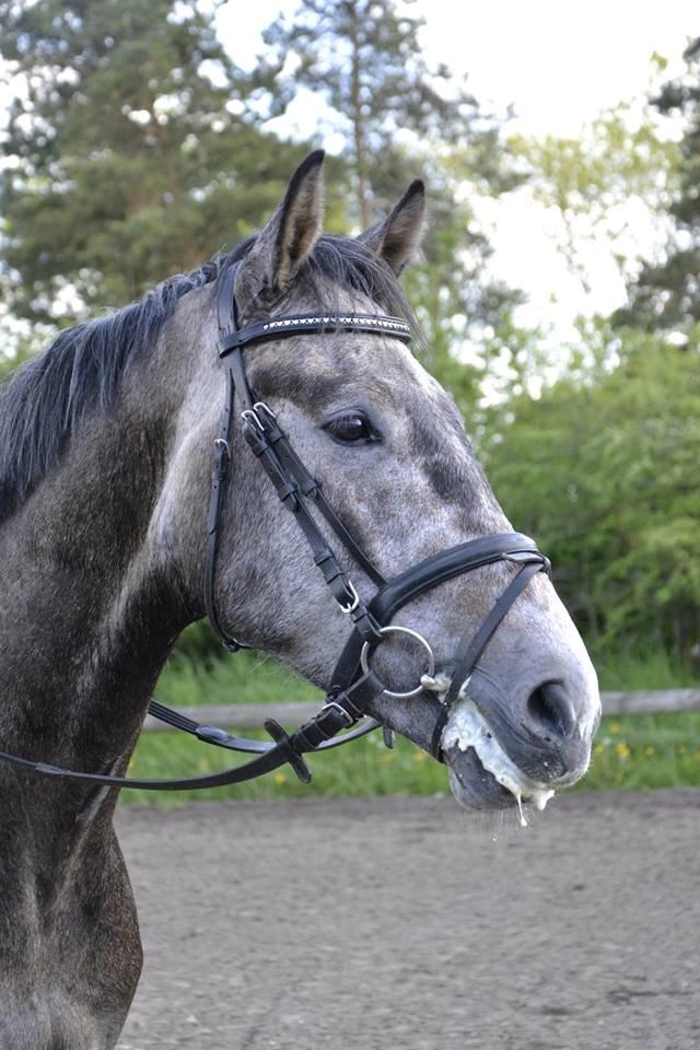 Dansk Varmblod Vidtskue's Cash billede 32