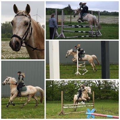 Palomino Fyrstenborgs Golden Hero - Pony til en våd springtime billede 2