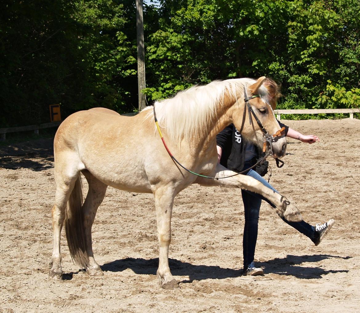 Haflinger Adobe - spanske løft billede 3