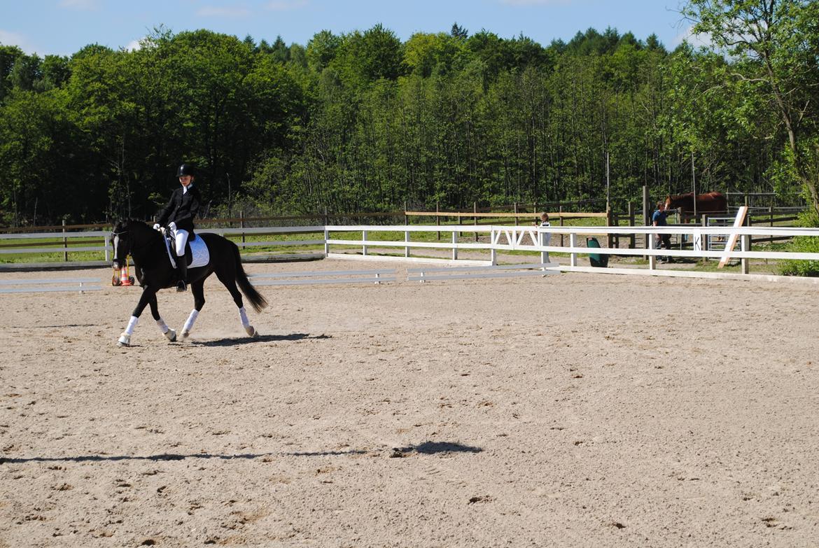 New Forest Southforks Athos - Stævne på ESP billede 11