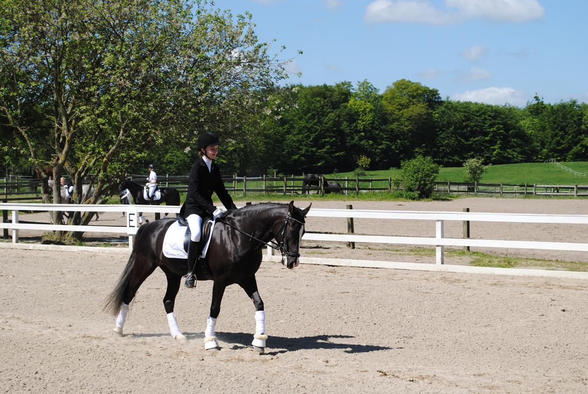 New Forest Southforks Athos - Stævne på ESP billede 13