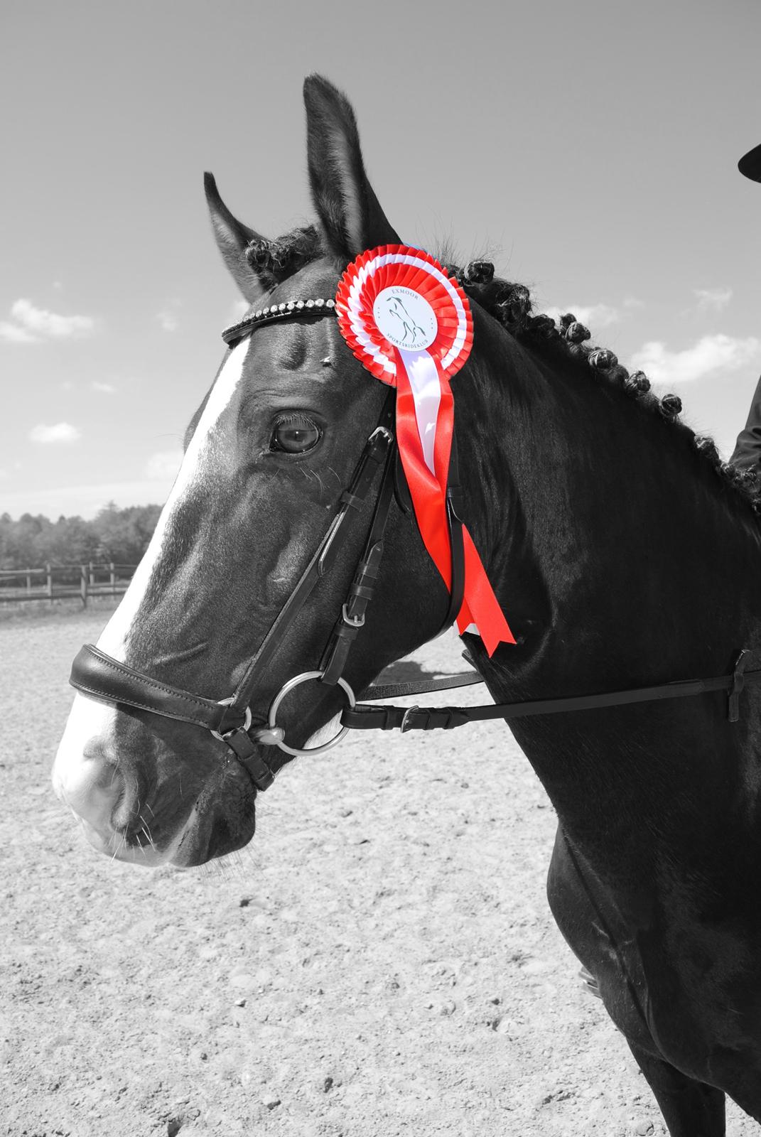 New Forest Southforks Athos billede 4