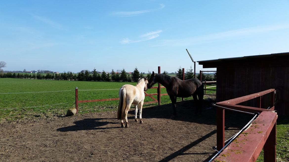 Fjordhest Curious just like me *Smilla* billede 11