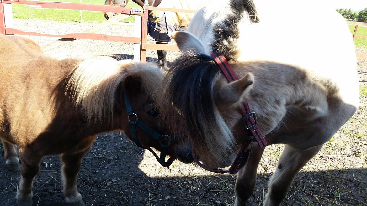 Fjordhest Curious just like me *Smilla* billede 10