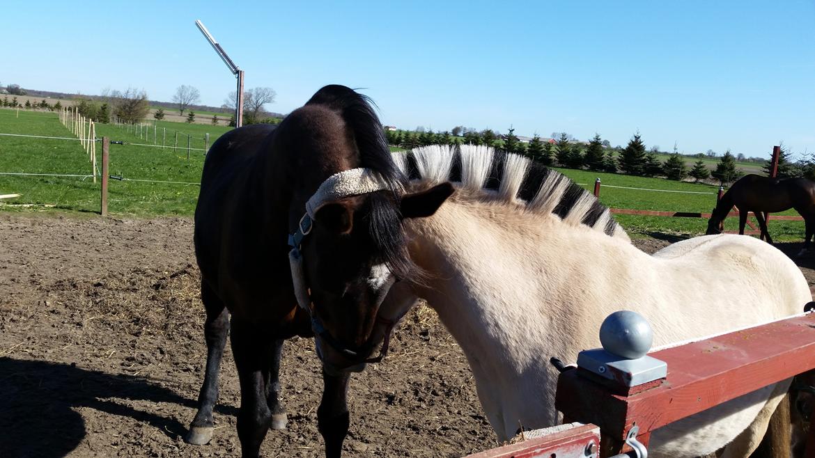 Fjordhest Curious just like me *Smilla* billede 9