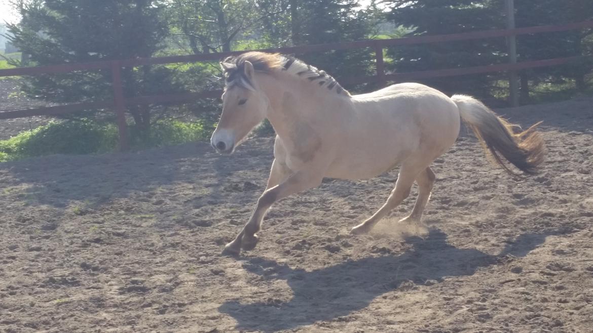 Fjordhest Curious just like me *Smilla* billede 12