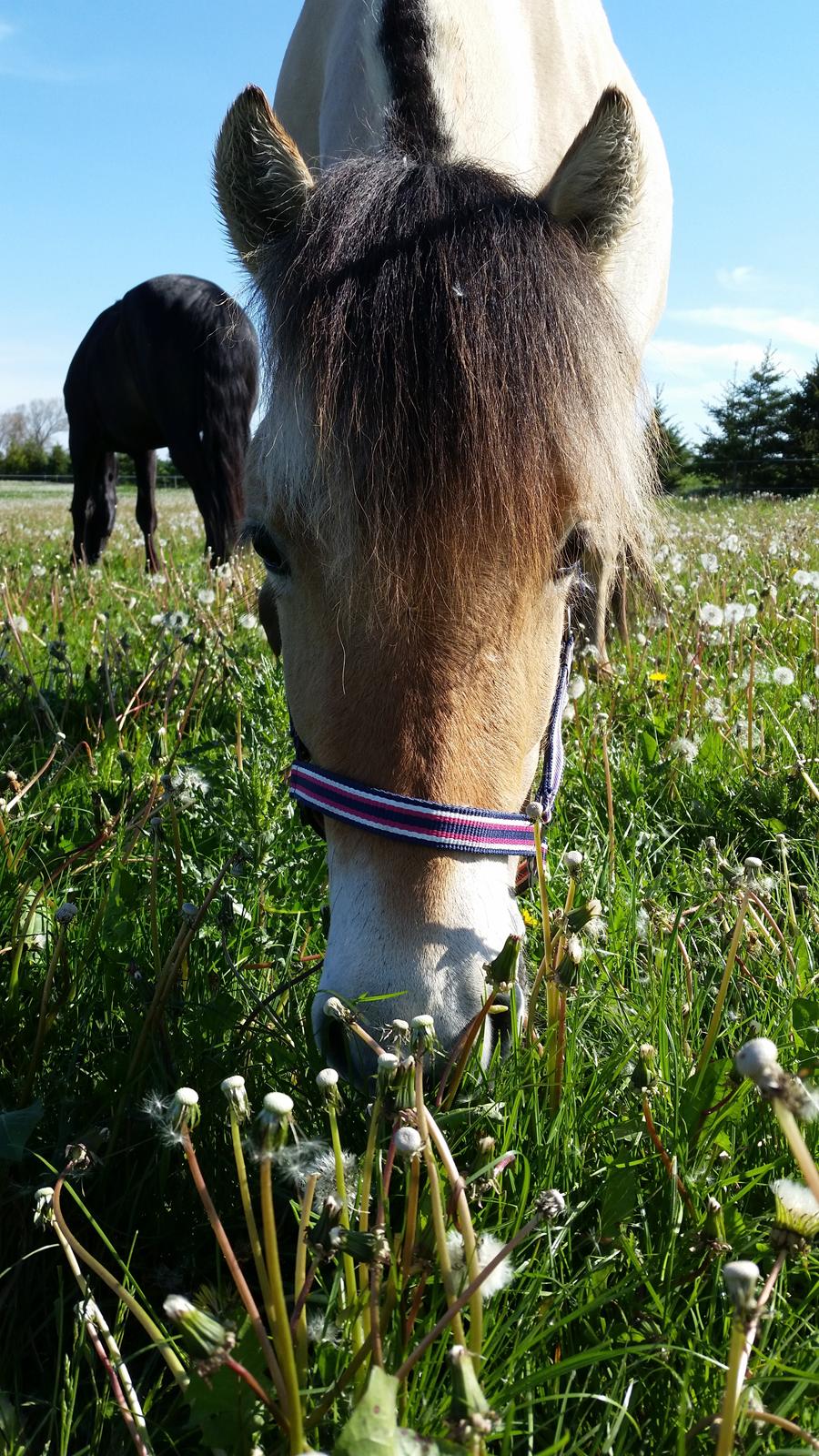 Fjordhest Curious just like me *Smilla* - Velkommen til lille Smilla's galleri :) sidst opdateret: 17/05-2014 billede 8