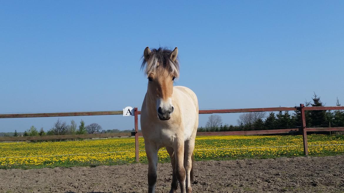 Fjordhest Curious just like me *Smilla* billede 13