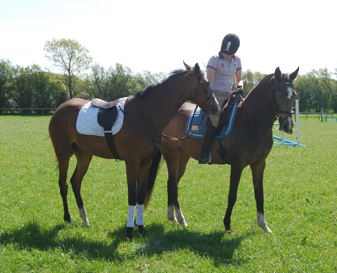 Akhal-Tekiner Aÿra Gadyrly billede 27