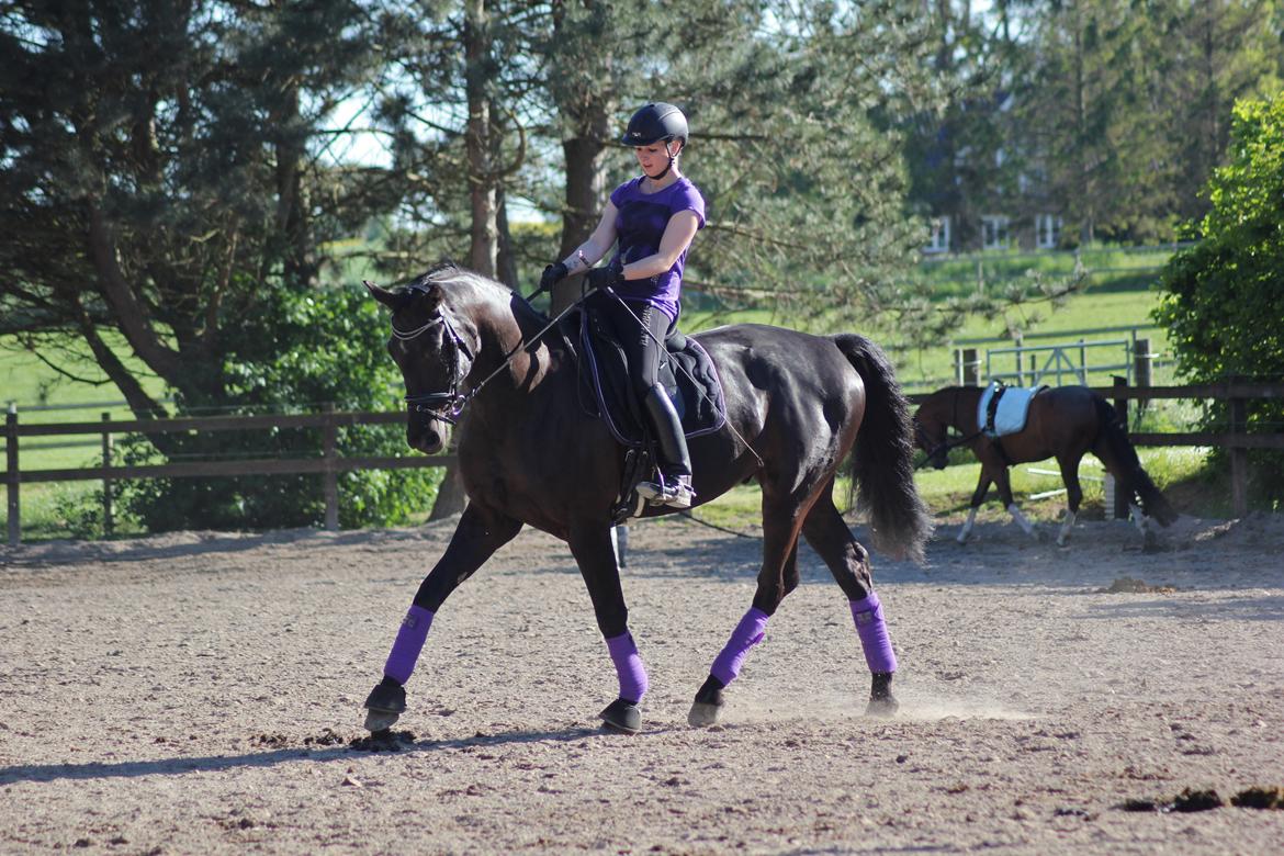 Dansk Varmblod Hefaistos - maj 2014 billede 8