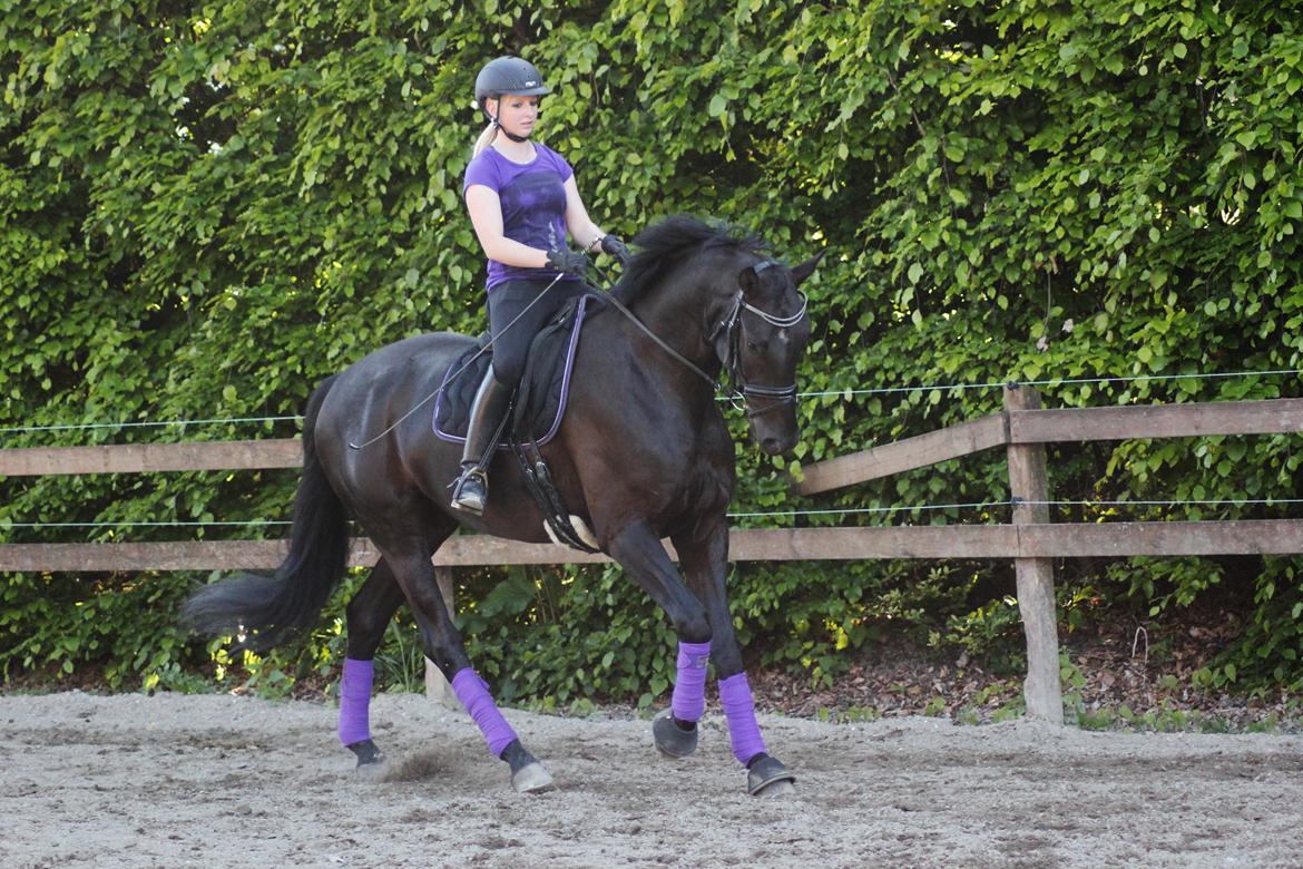 Dansk Varmblod Hefaistos - maj 2014 billede 15