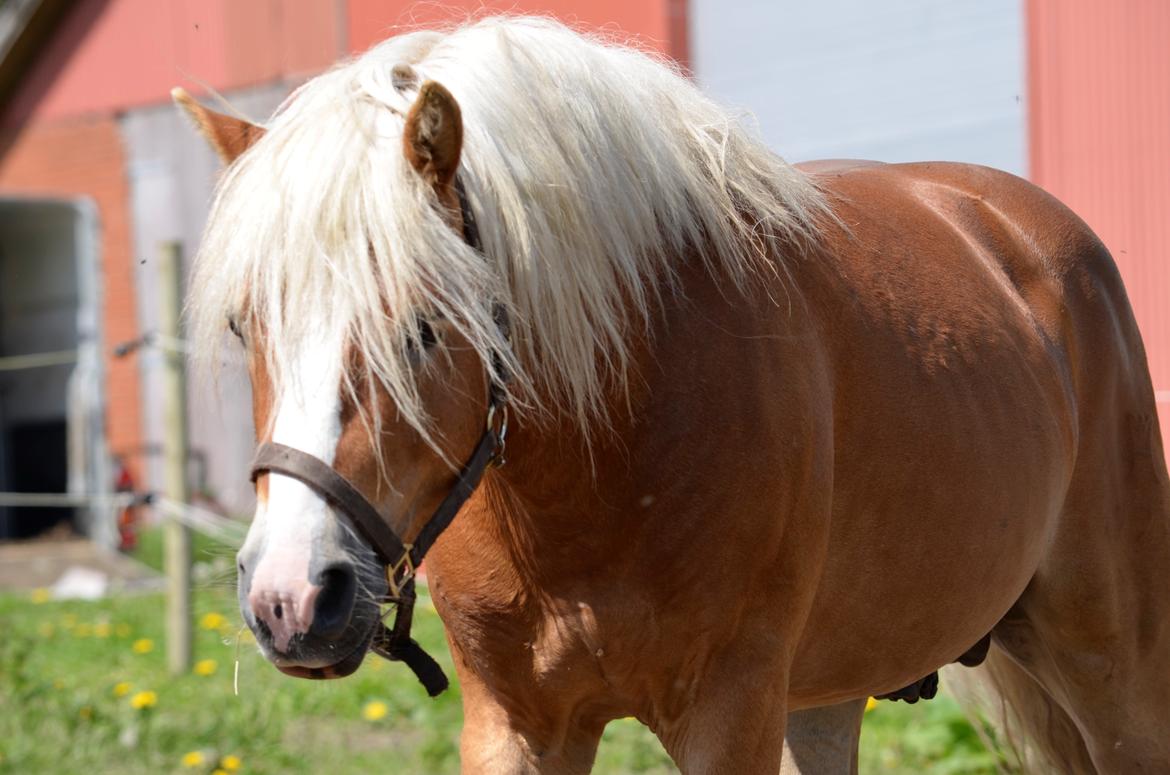 Haflinger Alladin - 17-05-2014 billede 2